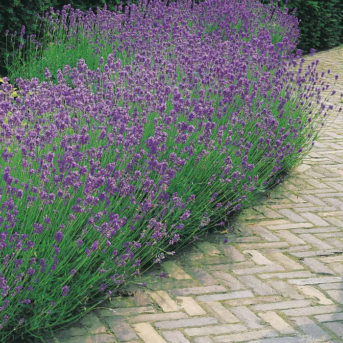 Blauer Lavendel - „Lavandula angustifolia“