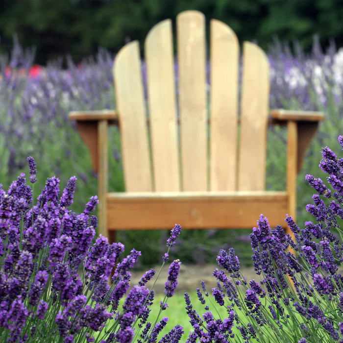 Blauer Lavendel - „Lavandula angustifolia“