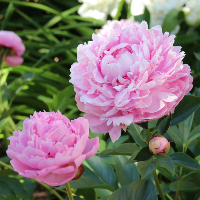 Pfingstrose 'Sarah Bernhardt', "Paeonia lactiflora"