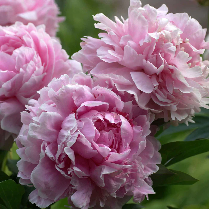 Pfingstrose 'Sarah Bernhardt', "Paeonia lactiflora"