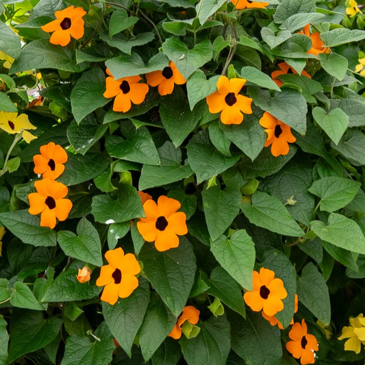 Orangefarbene Schwarzäugige Susanne - „Thunbergia alata“