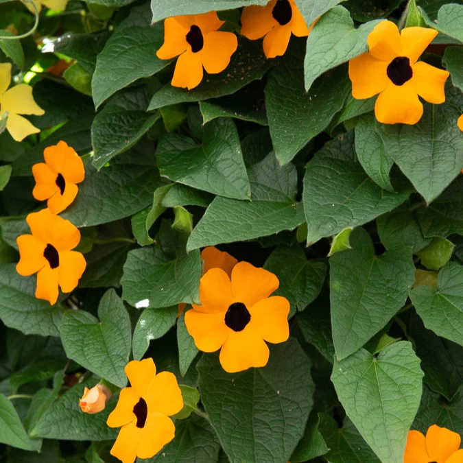 Orangefarbene Schwarzäugige Susanne - „Thunbergia alata“