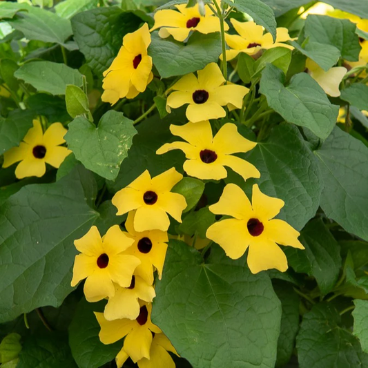 Schwarzäugige Susanne - "Thunbergia alata"