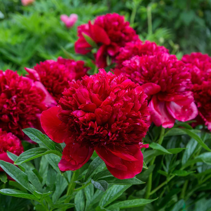 Pfingstrose 'Red Charm', « Paeonia lactiflora »