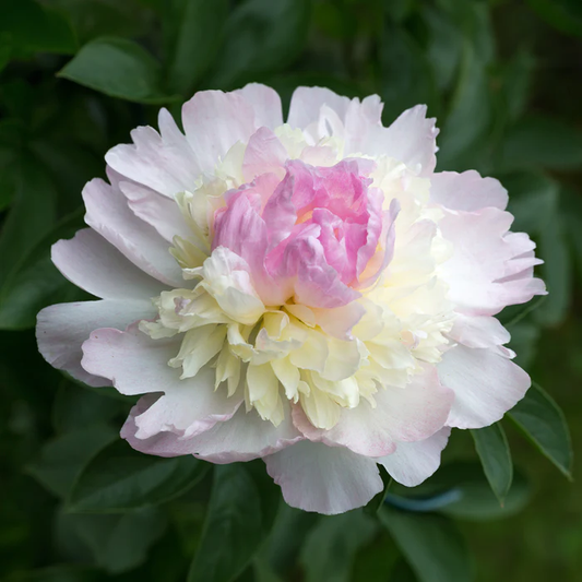 Pfingstrose 'Raspberry Sundae' - « Paeonia lactiflora »