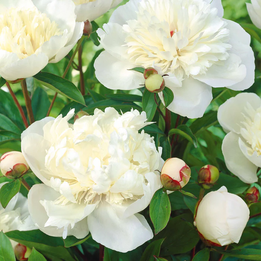 Pfingstrose 'Immaculée' - « Paeonia lactiflora »