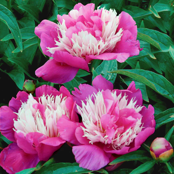 Pivoine 'Fantastique' - « Paeonia lactiflora »