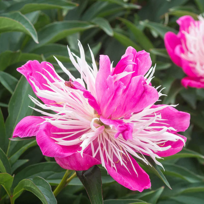 Pivoine 'Fantastique' - « Paeonia lactiflora »