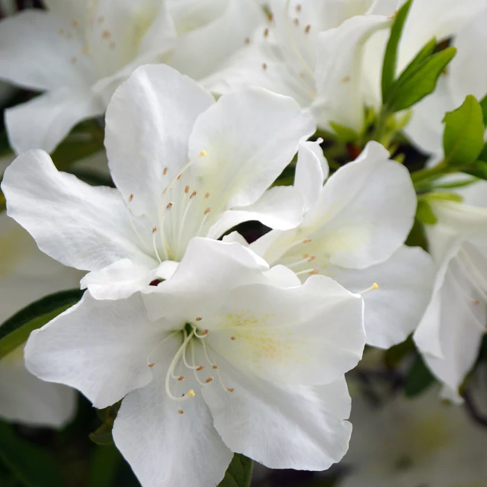 Azalee 'Palestrina' - "Rhododendron indicum"