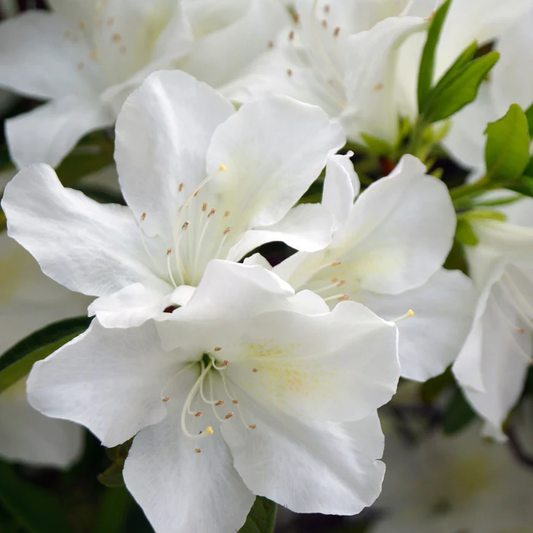 Azalée 'Palestrina' - « Rhododendron indicum »