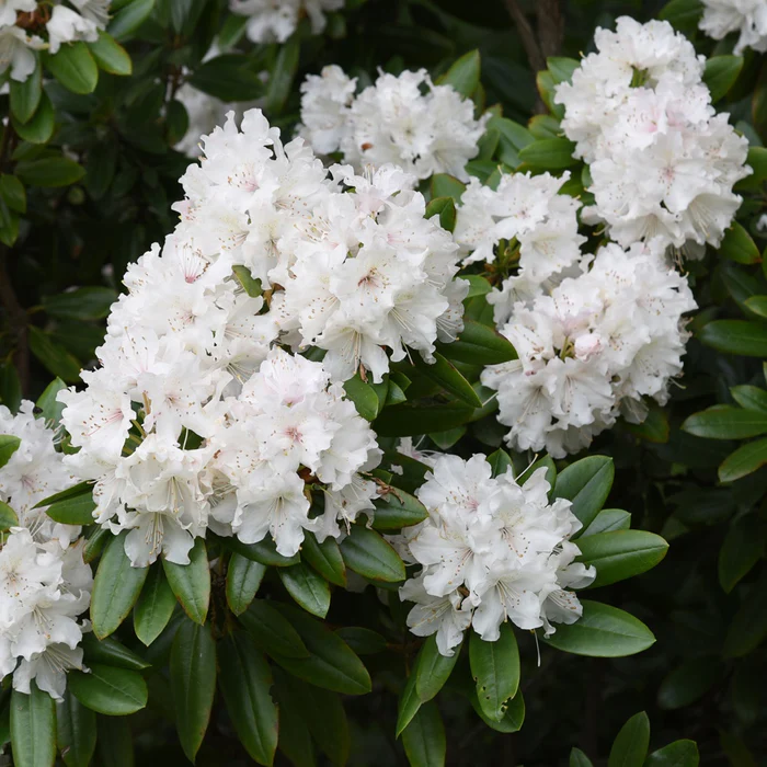 Azalee 'Palestrina' - "Rhododendron indicum"