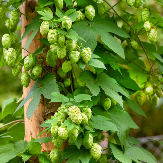 Hopfen 'Magnum' - "Humulus lupulus"