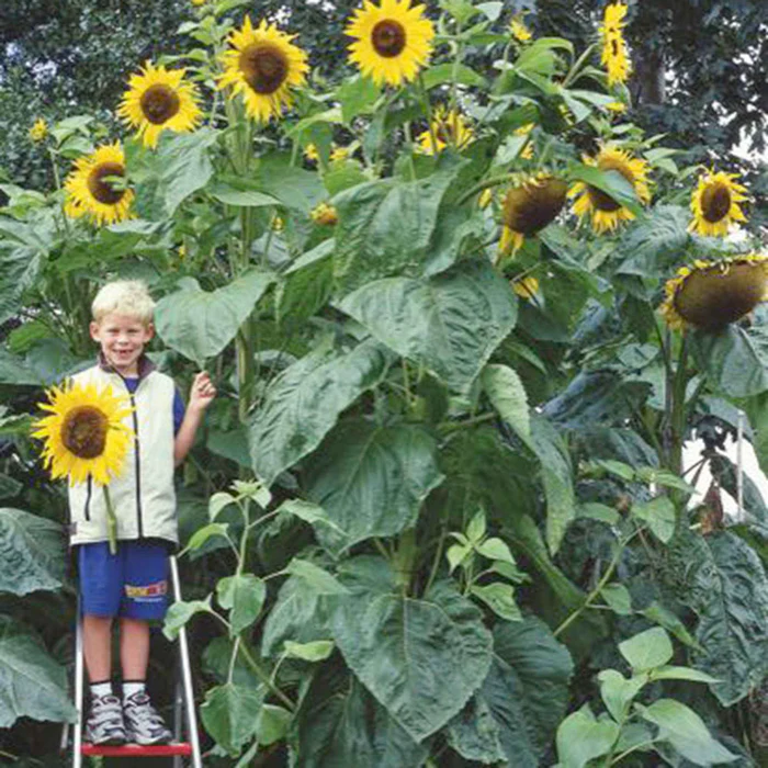 Riesenblume Sonnenblume - "Helianthus annuus"