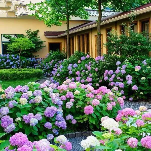 Riesenhortensie - Hydrangea Macrophylla