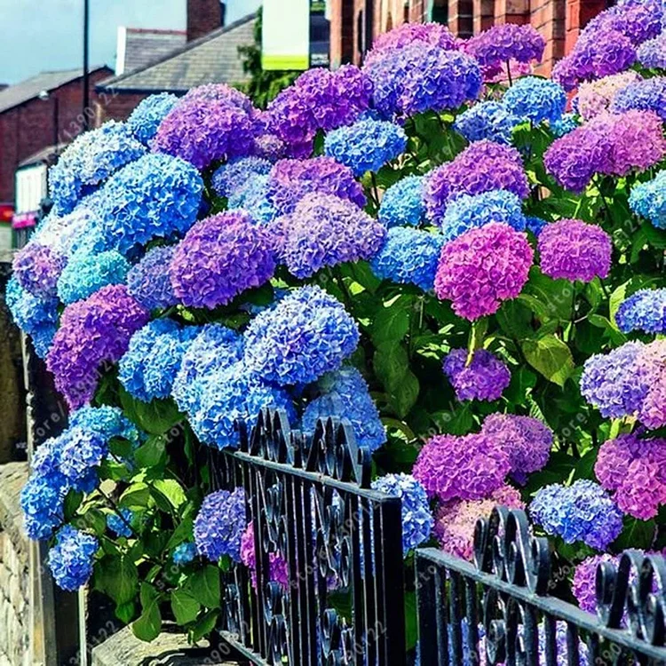 Riesenhortensie - Hydrangea Macrophylla