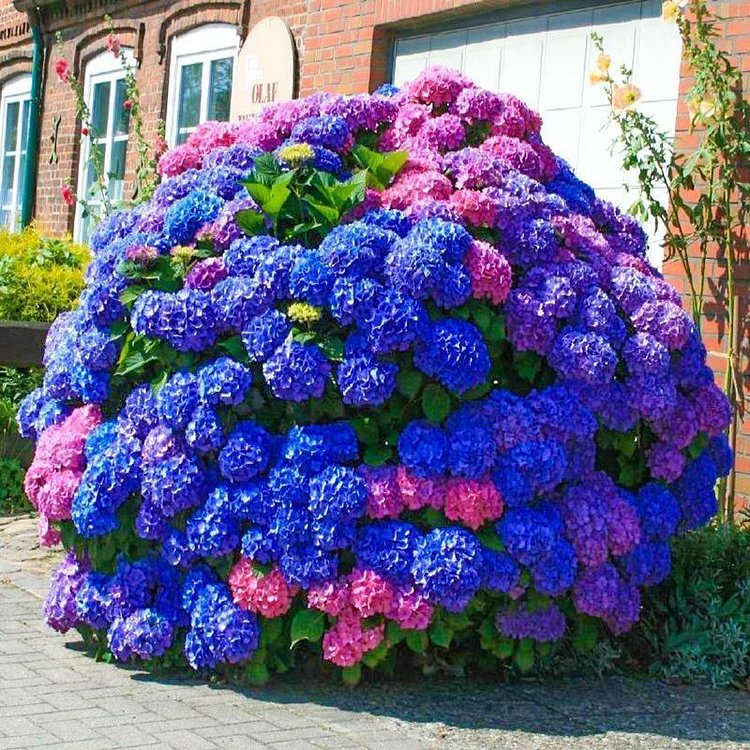 Riesenhortensie - Hydrangea Macrophylla