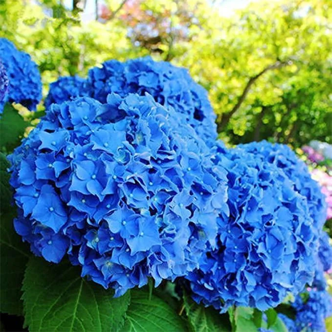 Riesenhortensie - Hydrangea Macrophylla