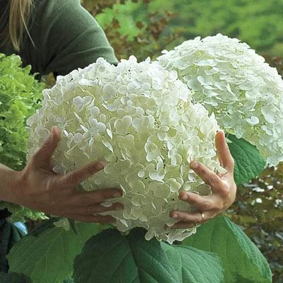 Riesenhortensie - Hydrangea Macrophylla