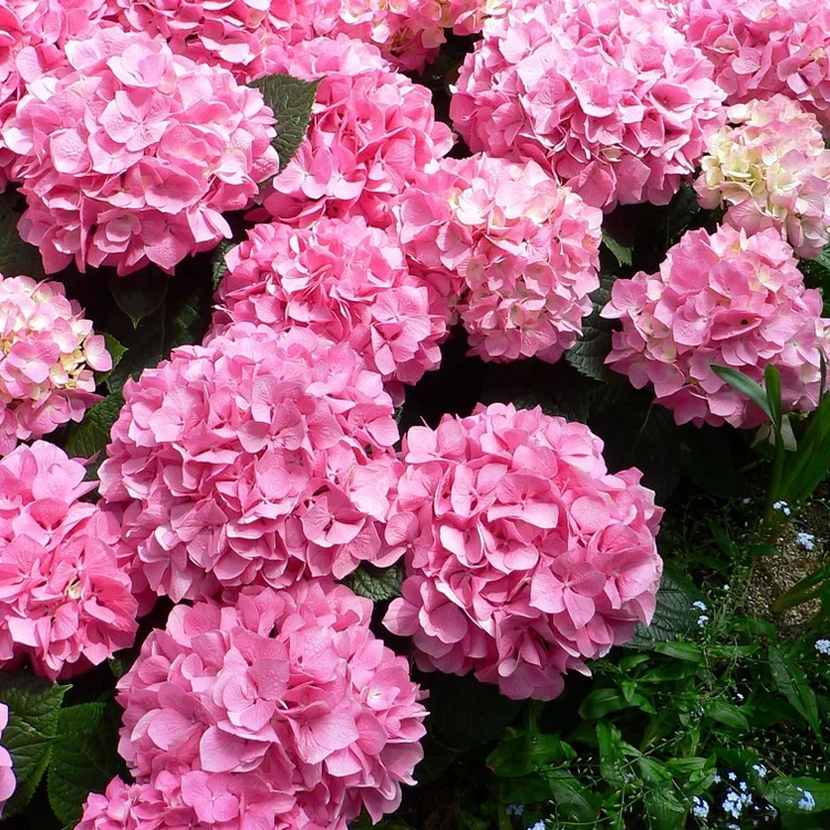 Riesenhortensie - Hydrangea Macrophylla