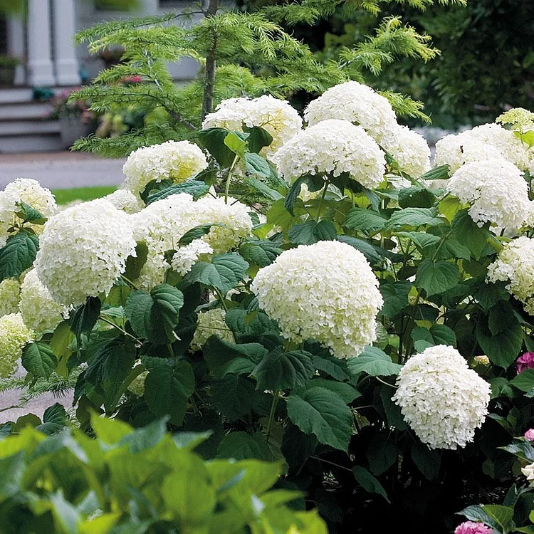 Riesenhortensie - Hydrangea Macrophylla