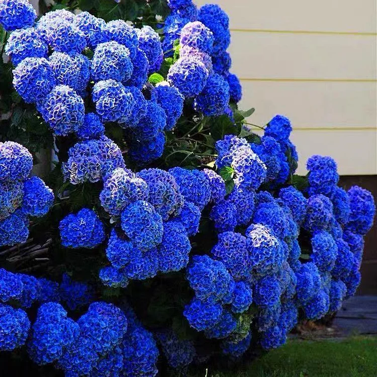 Riesenhortensie - Hydrangea Macrophylla