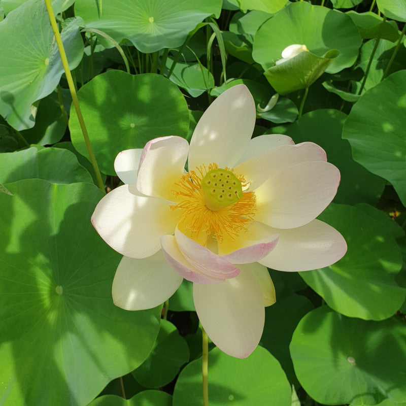 Premium Lotusblumen-Bonsaisamen - Keimung in 7 Tagen 