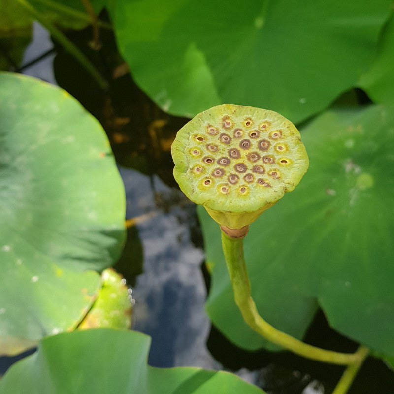 Premium Lotusblumen-Bonsaisamen - Keimung in 7 Tagen 